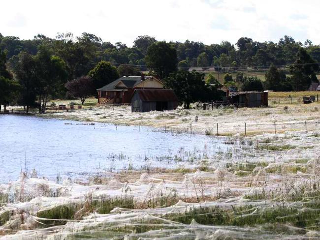 Floating webs blanketed North Wagga, NSW, after flooding in 2012.