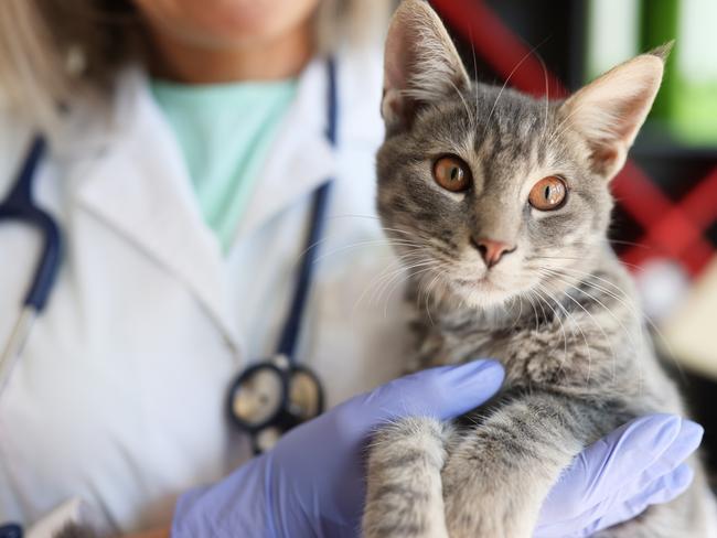 Veterinary hands holding beautiful cat in veterinary clinic. Medical care for animals. Therapeutic services for animals concept