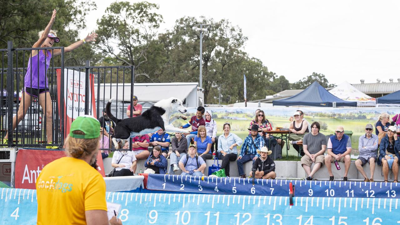 Alexandria Bailey of EquiCanine competes with Wegz in front of an enthusiastic crowd at the Toowoomba Royal Show, Thursday, April 18, 2024. Picture: Kevin Farmer