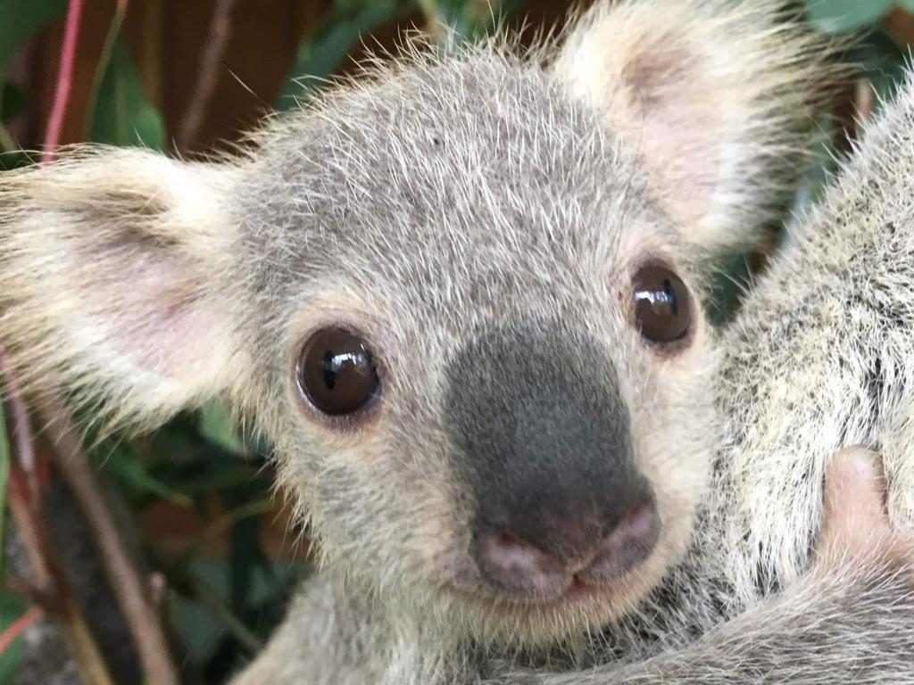 An eight-month-old koala joey from the Gold Coast has been crowned the country’s cutest following
a nation-wide search by Tourism Australia.
More than seventy cute and cuddly snaps of koala joeys were submitted by wildlife parks and
photographers from around the country, with Tourism Australia’s social media team shortlisting its
favourite 13 before putting it to a public vote on Facebook.
The album of shortlisted entries reached over 1 million people and received thousands of comments
and shares. After 24 hours of voting, koala joey Tallow from Paradise Country on the Gold Coast was
named the winner, securing the most likes in the period. Picture Tourism Australia