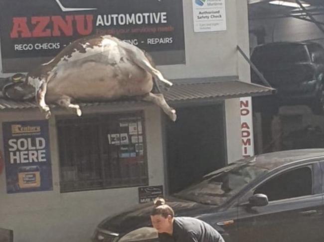 A dairy cow was found on the veranda of a Lismore auto business mark this morning. WARNING: DISTRESSING IMAGE