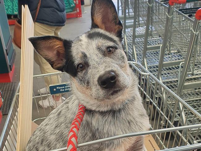 Dogs allowed in Bunnings. 'Barney's first visit.' Picture: anamackey/Reddit