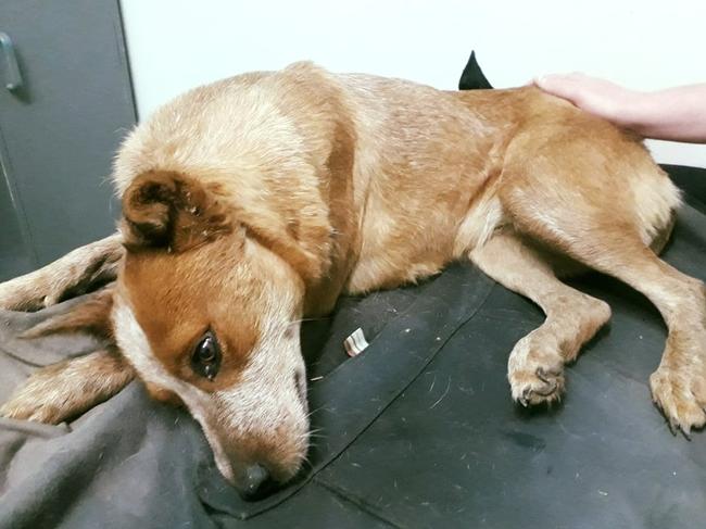 The red cattle dog was taken to a vet but had to be euthanised after discovering she had a broken neck and back. Picture: Facebook