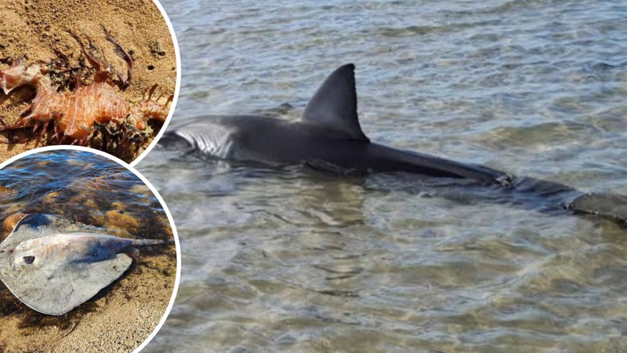 Stingray attacks, beached sharks: What’s going on in SA’s oceans?