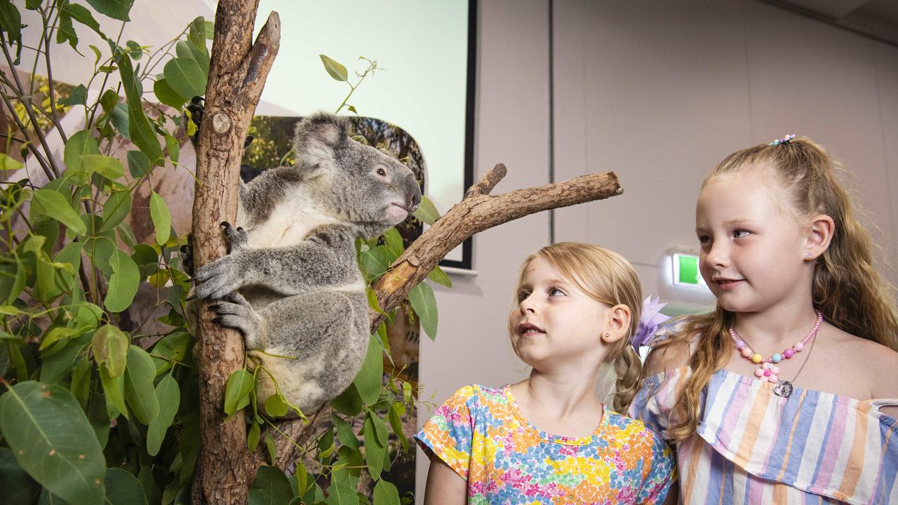 Cousins Izabella Chafer (left) and Gracie Manthey meet CJ the koala after a D'Aguilar Wildlife presentation at Cobb and Co Museum for school holidays, Thursday, January 16, 2025. Picture: Kevin Farmer