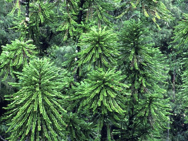 Wollemi Pines In Wild