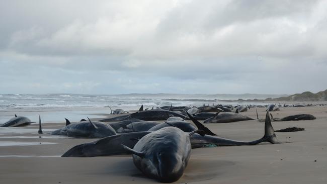 Mass whale stranding near Arthur River, on Tasmania's West Coast on February 19, 2025. Picture: NRE Tas