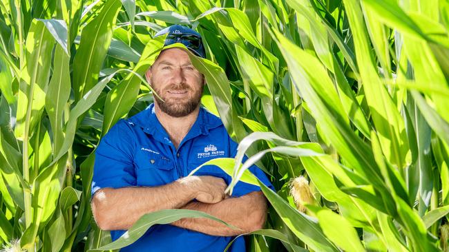 CROPS: Andrew Pride Corn CropAndrew Pride with his carn crop on farm at Kyabram.