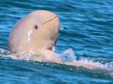 A rare Australian snubfin dolphin taking a leisurely backstroke off Hinchinbrook Island National Park. Must Credit: Queensland National Parks