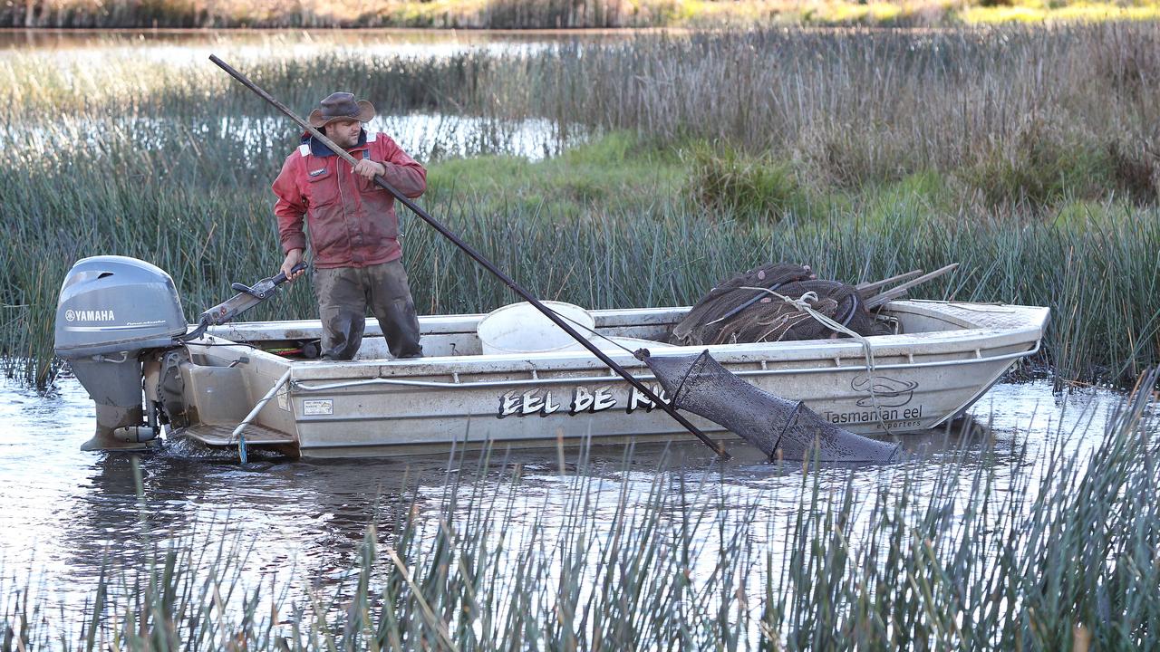 Commercial Eel Fisher Brad Finlayson of Tasmanian Eel Exporters harvests eels at Moriarty