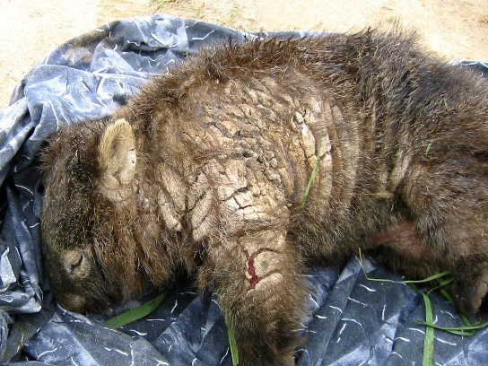 A wombat with a bad case of sarcoptic mange.