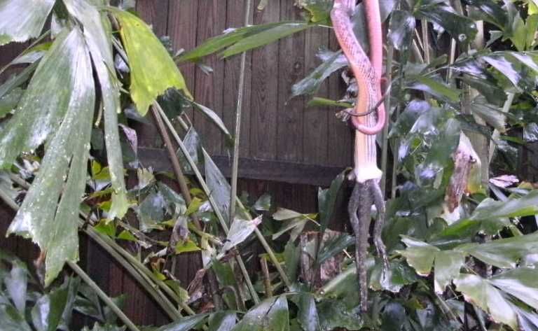 John the brown tree snake snacking on a lizard in a Terranora backyard. Picture: Contributed