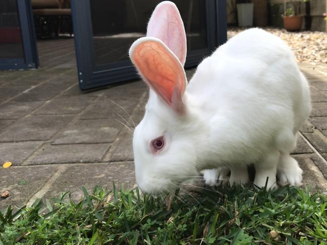 Julius the rabbit in his new home. The organisation works on a foster/adopt model to rehome animals after they’ve left research facilities.