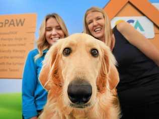 Gary the "Ambassapaw” therapy dog from Gold Coast Airport. Picture: Scott Powick