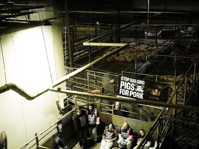 Animal activists stormed a Victorian slaughterhouse to protest the stunning of pigs. Picture: Farm Transparency Project