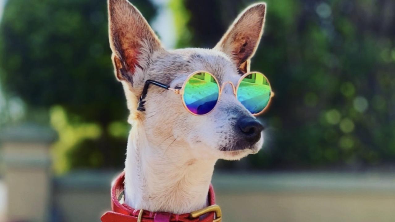 Cute dogs in costumes Queensland. | The Courier Mail