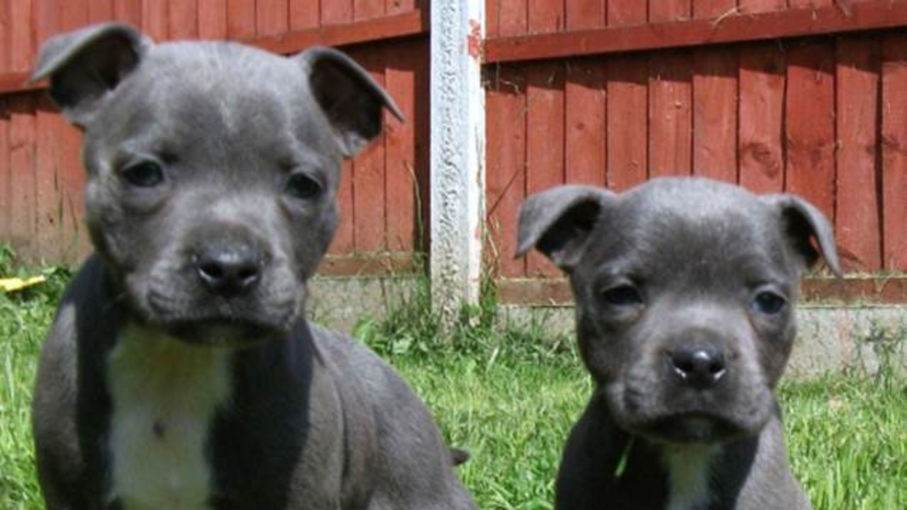 Police have released images of falsely advertised dogs used in a puppy scam.