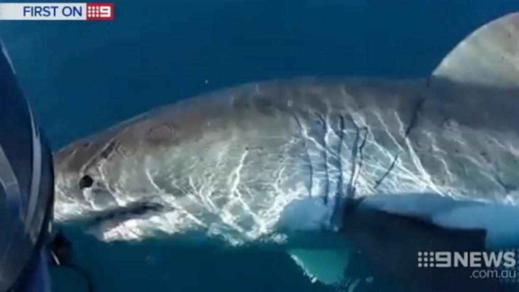 Perth fisherman captures chilling footage of white pointer shark