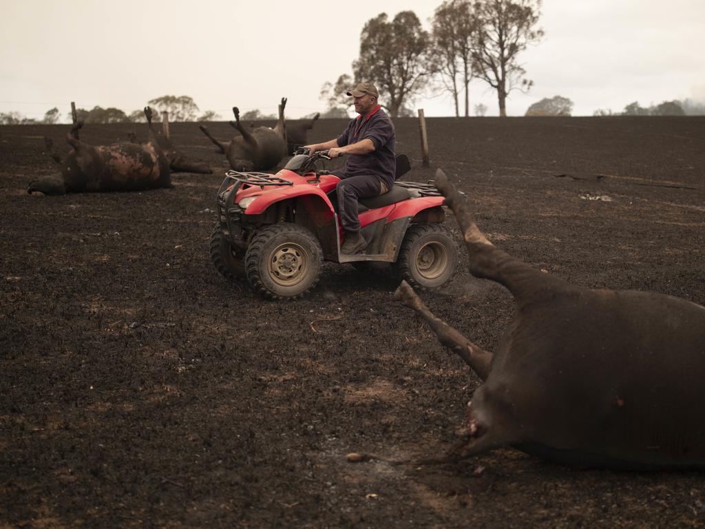 Mr Shipton’s paddock is littered with the bodies of cows after fire ripped through his Coolagolite farm on New Year’s Day. Picture: Sean Davey/AAP