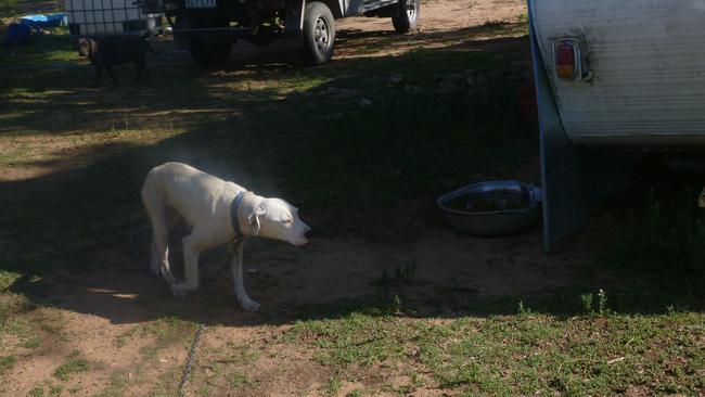 One of the dogs tied up at the property. Photo Supplied RSPCA