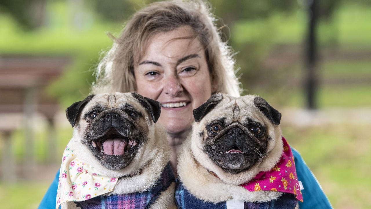 Mia and Charlie the Pugs. Rita Faulks, wanted to create local and healthy pet treats for her pugs Charlie and Mia and will open Charlie and Mia's Barkery (pet bakery) in the coming weeks. Monday, May 23, 2022. Picture: Nev Madsen.