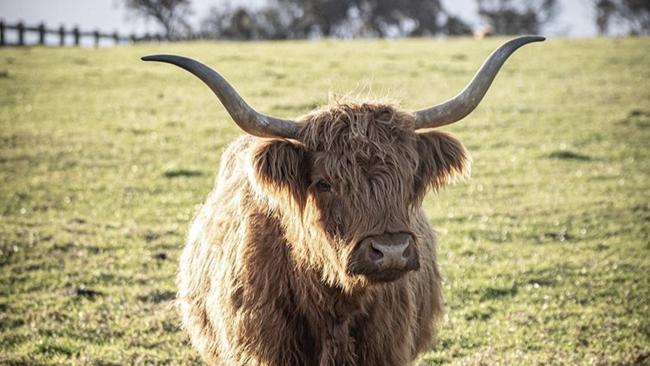 Highland Cow at Churchill Island. Picture: Mark Thurman