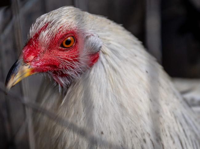 AUSTIN, TEXAS - JANUARY 23: A rooster is held in a cage on a farm on January 23, 2023 in Austin, Texas. The poultry industry as well as private flocks are suffering a health crisis as a bird flu continues to spread across the United States, contributing to a spike in egg prices. Almost 60 million birds have been infected in the worst outbreak on record.   Brandon Bell/Getty Images/AFP (Photo by Brandon Bell / GETTY IMAGES NORTH AMERICA / Getty Images via AFP)