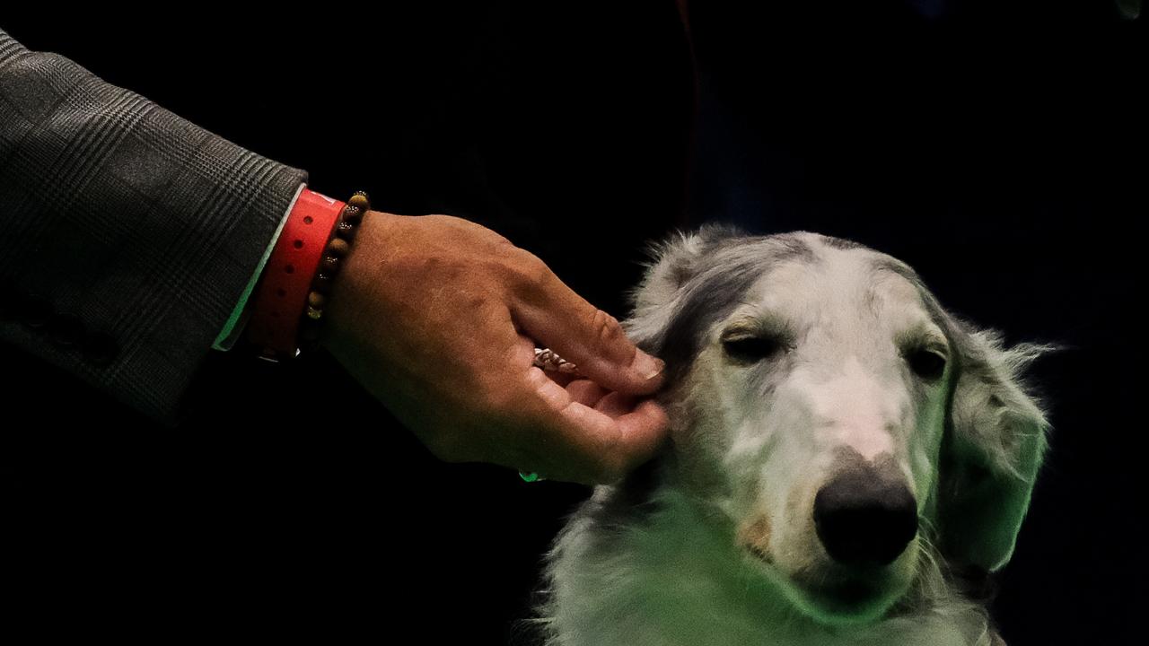 Top dog: Melbourne Borzoi dog wins best in breed at Crufts