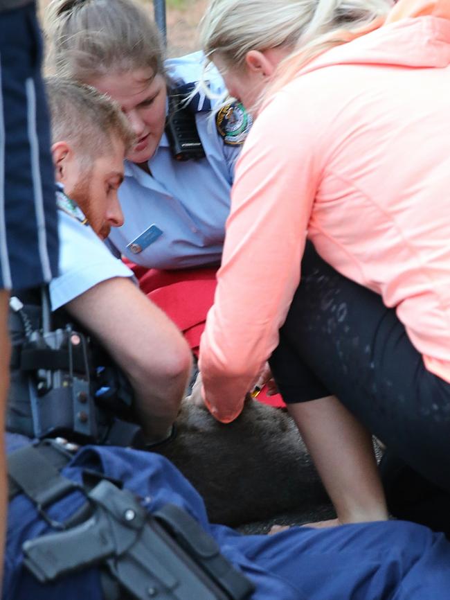 A wallaby is captured on Sydney Harbour Bridge early today. Picture: John Grainger