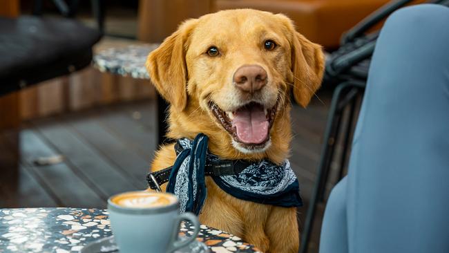 The Marion Hotel will host special dog-friendly brunches every weekend in December.