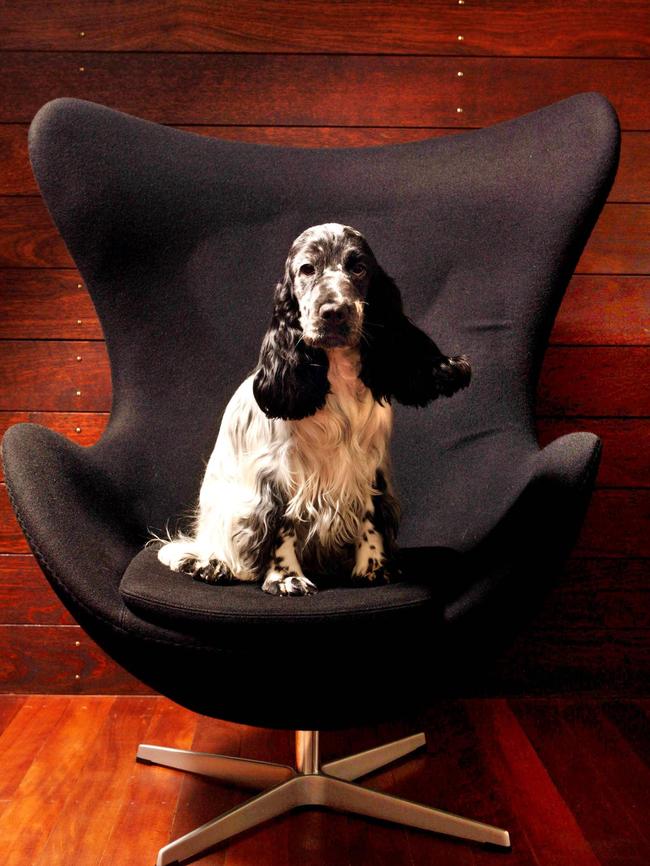 Prepare to have your furniture hijacked when you bring home a pet.