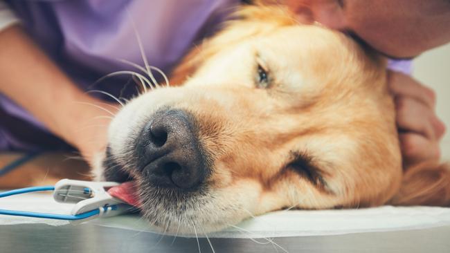 In young or old dogs, or dogs with underlying respiratory conditions, the highly contagious canine cough can lead to pneumonia, vets say. Generic picture: iStock