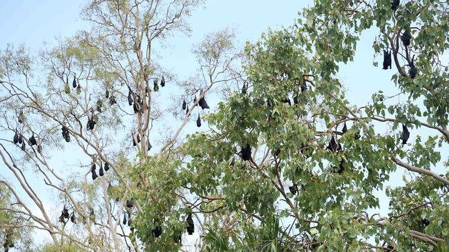 Bats at Dan Gleeson park. Picture: Shae Beplate.