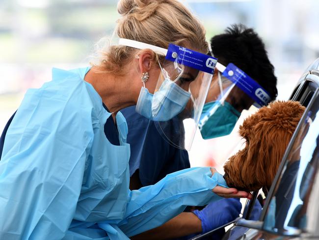 NSW Health workers greet a cute visitor at the St Vincent's Hospital drive through COVID-19 testing clinic at Bondi Beach. Picture: NCA NewsWire/Bianca De Marchi