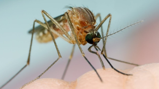 Claire Gallagher has issued a warning about River Ross Virus caught fom mosquitos on the northern beaches.