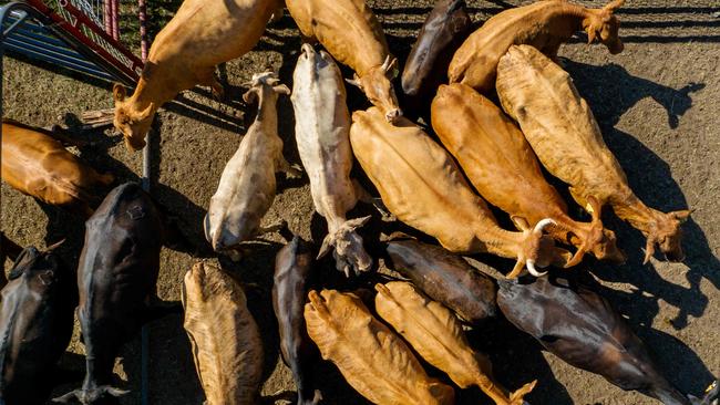 Cattle in preparation for a cattle auction in Quemado, Texas. Picture: Brandon Bell/Getty Images/AFP