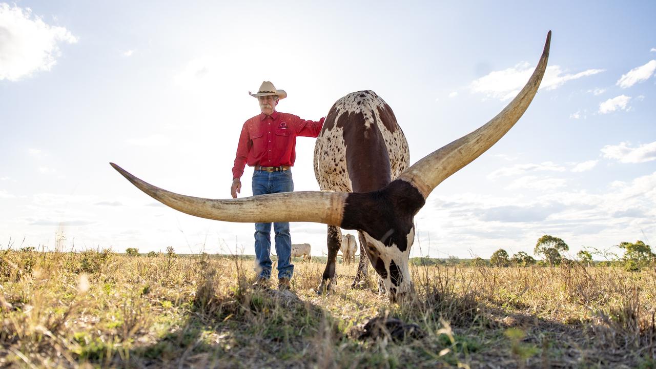 Take a trip to Charters Towers and visit the Texas Longhorns.