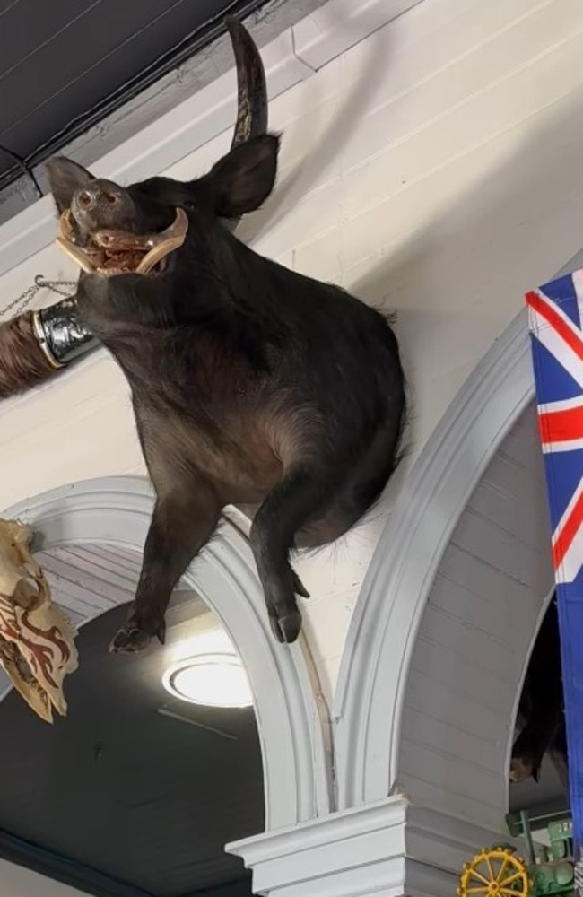 A boar which was "wreaking havoc" on farms near Childers is now mounted on the wall at the Grand Hotel.