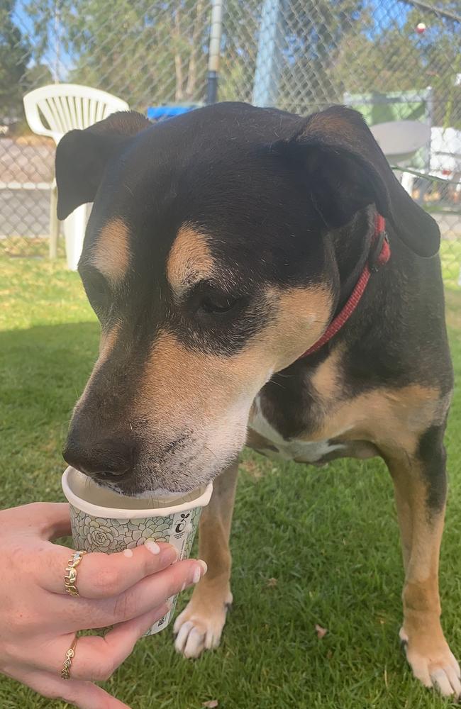 Gypsy recently had her first puppaccino. Picture: RSPCA WA