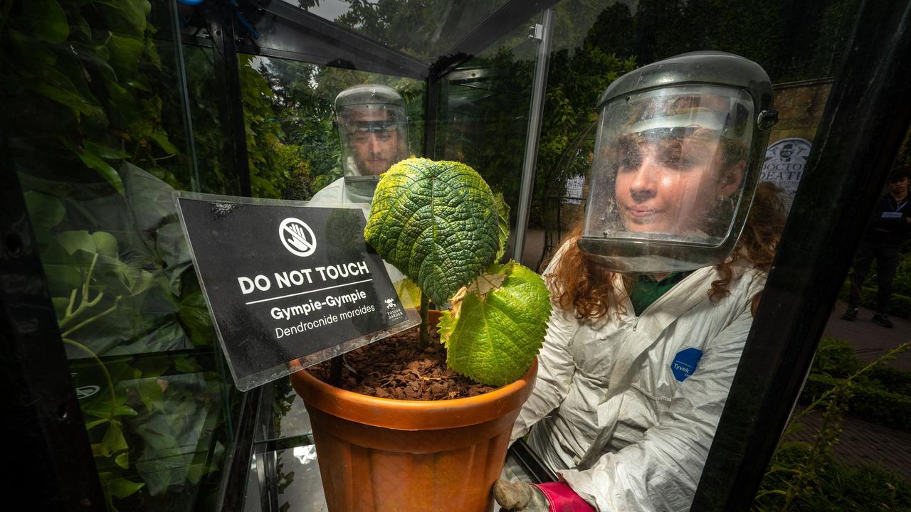 Gympie-gympie, a toxic Australian native plant, on show in the UK. Picture: The Alnwick Garden