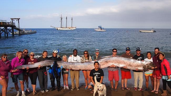 This 5.5 metre-long oarfish was found in the waters of Toyon Bay on Santa Catalina Island, California. (AP Photo/Catalina Island Marine Institute )