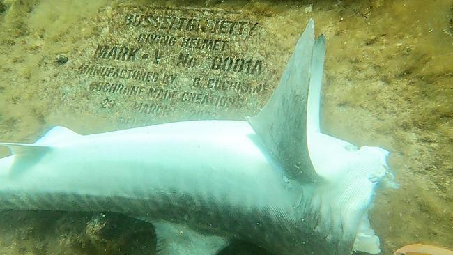 A shark fishing ban was enforced at Perth beaches earlier this month. Picture: Aaron Goodhew