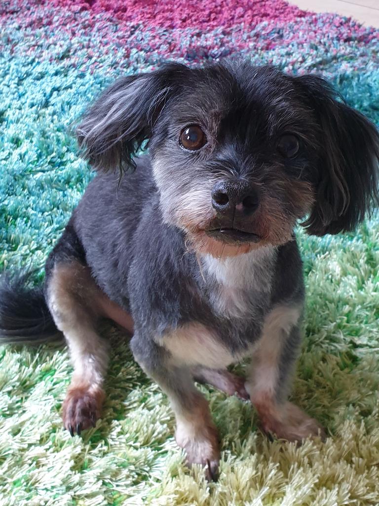 Mr Clyde looking dapper after his grooming. Picture: Jayne