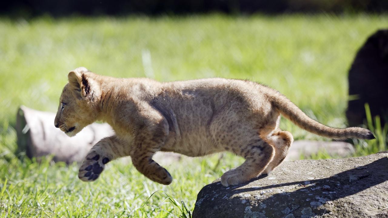 The twin boys love to play chase. Picture: Richard Dobson