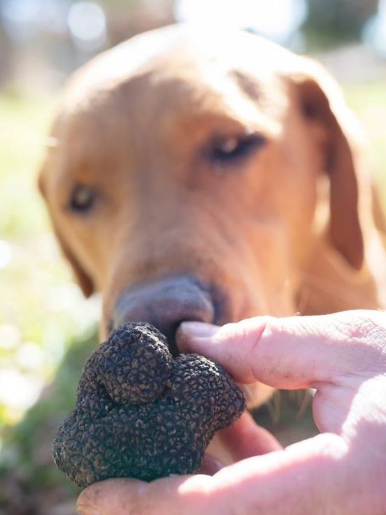 The cute truffle dogs that join each group on a hunt.