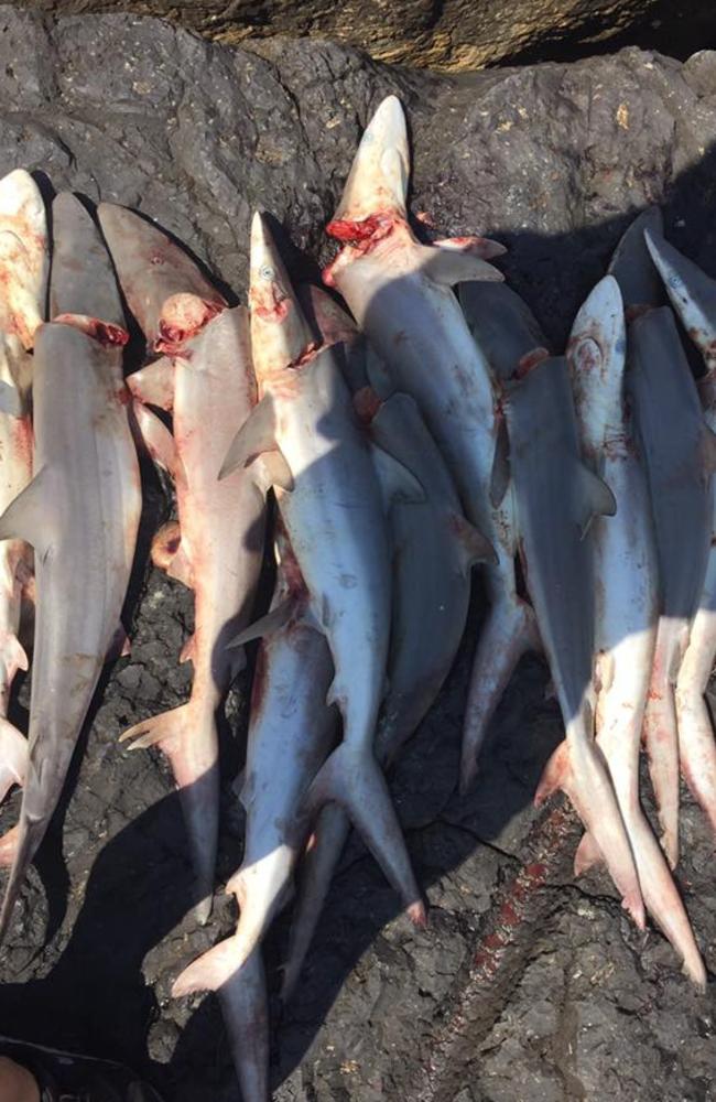 Disturbing images of a Fingal Head shark cull taken by Tweed Heads local Leila Gardener last Friday.