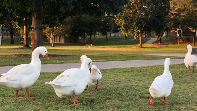 The Lake Alford geese that were going to be rehomed by Jesse New, until his proposal was shut down by council.