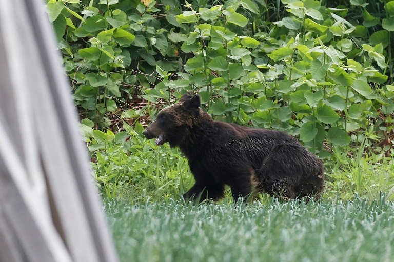 Japan cabinet approves ’emergency’ urban bear shootings