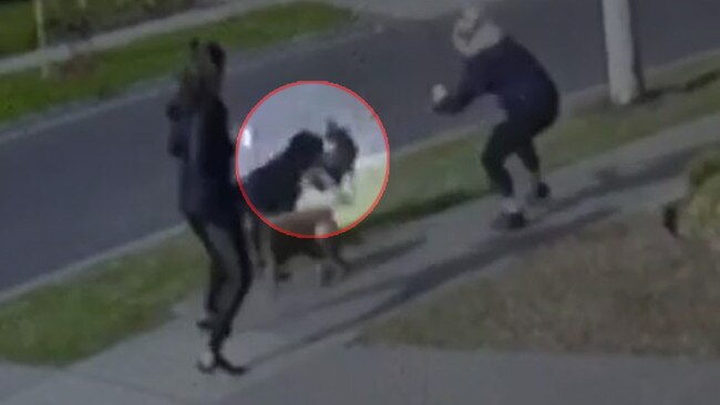 The violent attack continues for several seconds before the offending dog’s owner rushes to the scene.