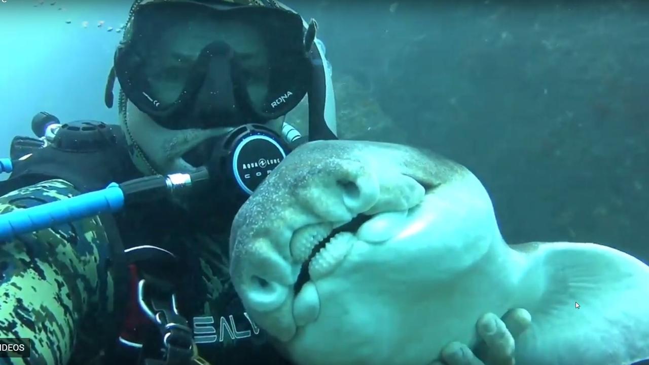 Rick Anderson with the Port Jackson shark.